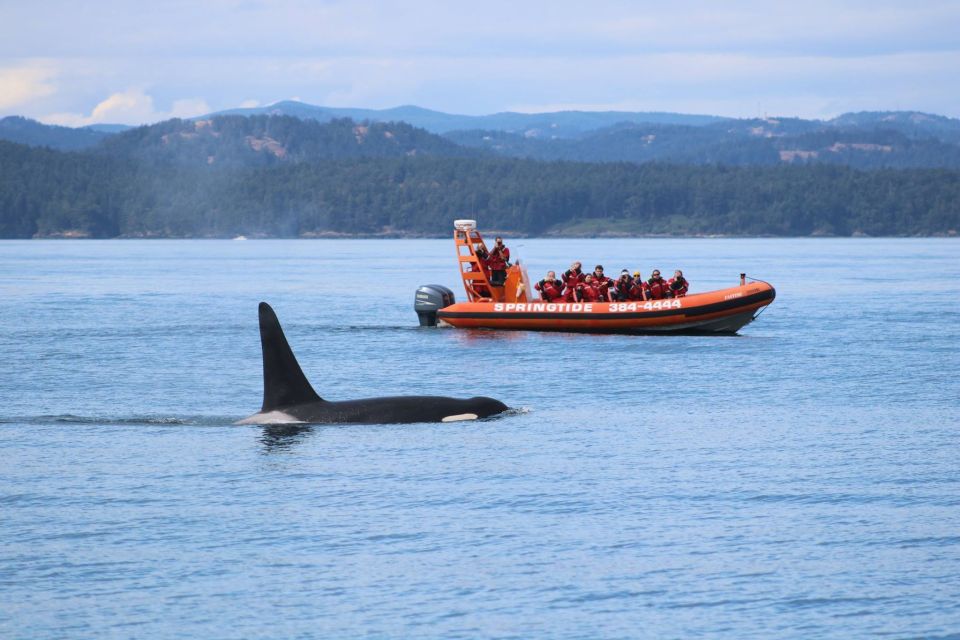 From Victoria: Whale Watching Tour by Zodiac Boat - Restrictions