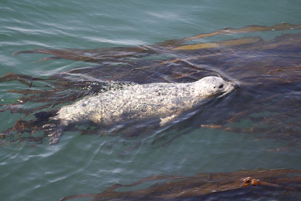 From Victoria: Whale Watching Tour by Zodiac Boat - Preparing for the Tour
