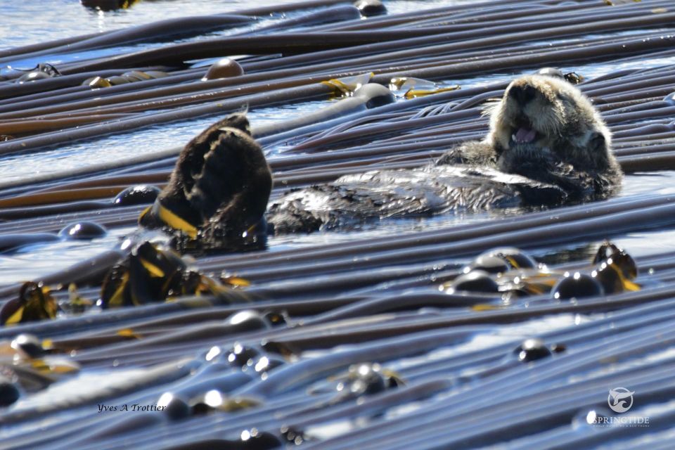 From Victoria: Whale Watching Tour by Zodiac Boat - What to Expect
