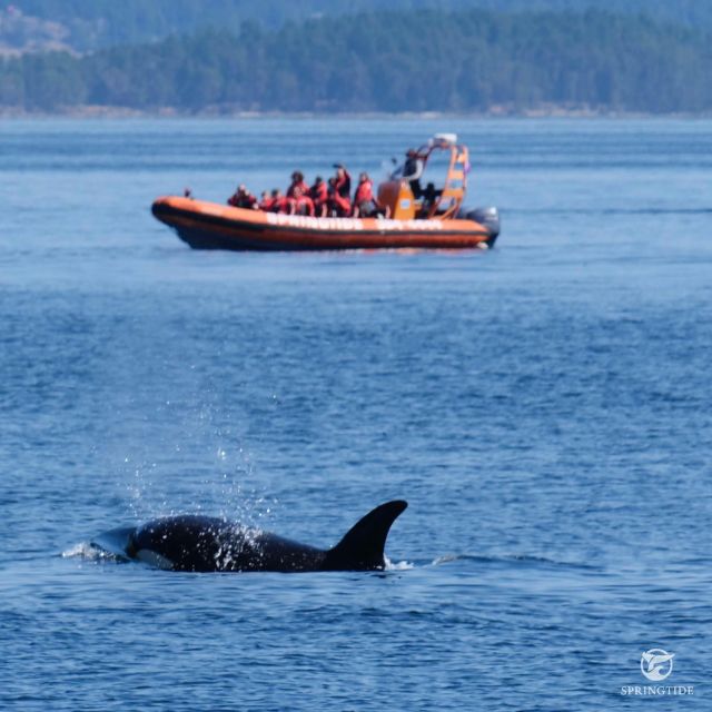 From Victoria: Whale Watching Tour by Zodiac Boat - Booking and Cancellation