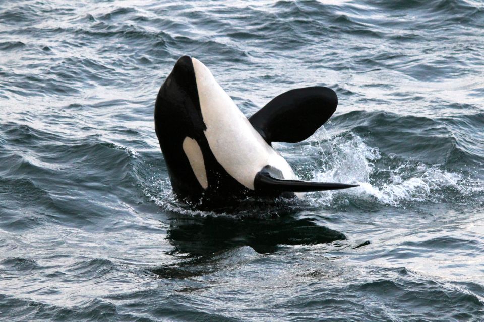 From Victoria: Whale Watching Trip on Covered Boat - Key Points