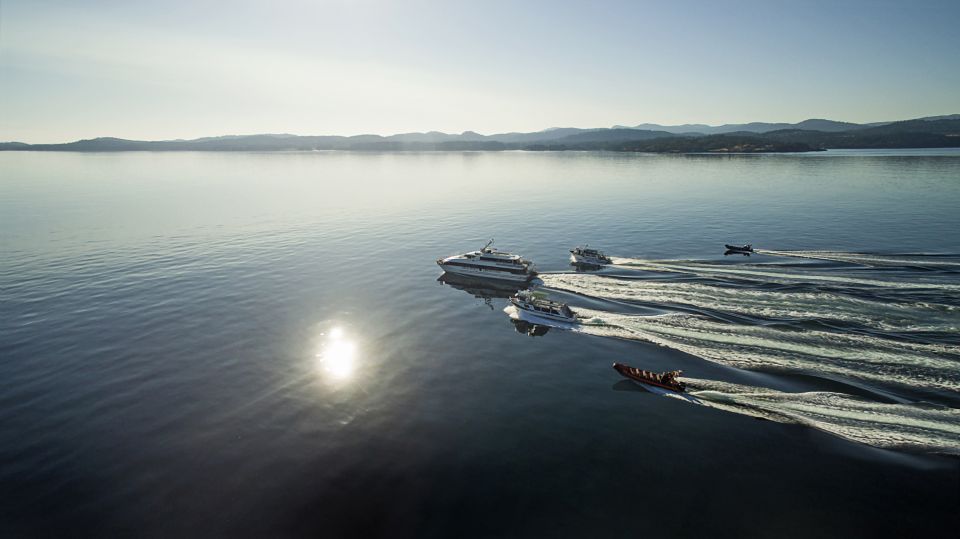 From Victoria: Whale Watching Trip on Covered Boat - Potential Wildlife Sightings
