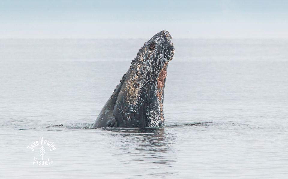 From Victoria: Whale Watching Trip on Covered Boat - Conservation Fee and Pricing