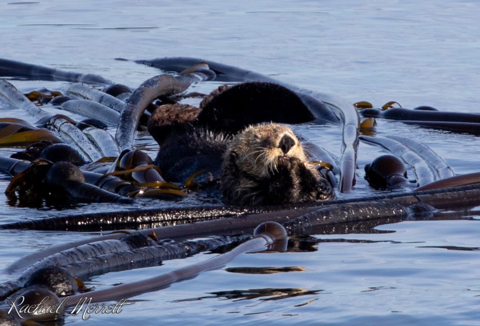 From Victoria: Whale Watching Trip on Covered Boat - Easy Online Booking