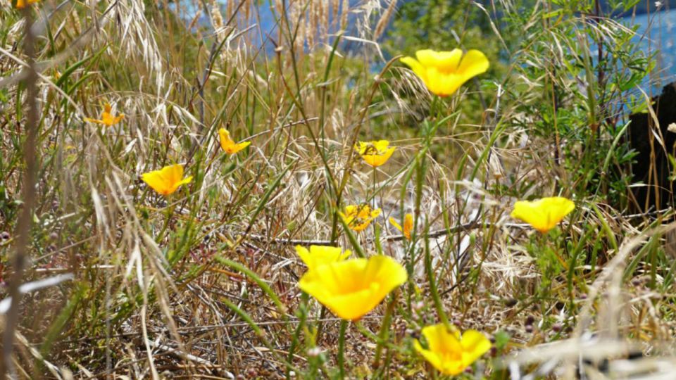 From Wanaka: Ruby Island 1-Hour Cruise and Photo Walk - Booking Information