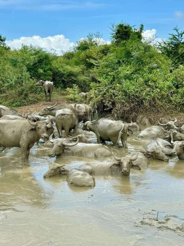 From Weligama : Udawalawa National Park Safari Tour - Ideal for Who?