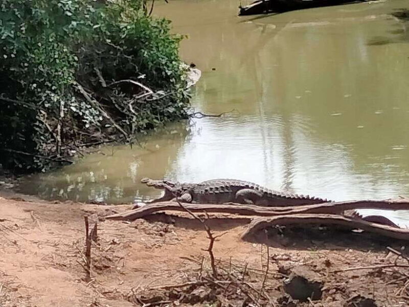 From Weligama : Udawalawa National Park Safari Tour - Practical Tips for Travelers
