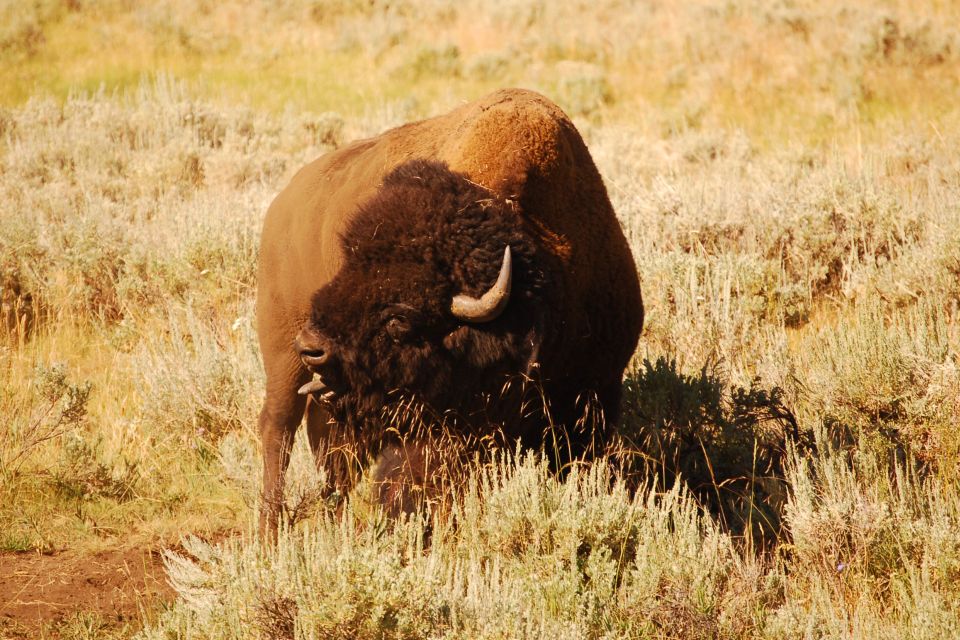 From West Yellowstone: Lamar Valley Wildlife Tour by Van - Inclusions and Exclusions