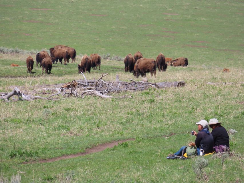 From West Yellowstone: Lamar Valley Wildlife Tour by Van - Itinerary Highlights
