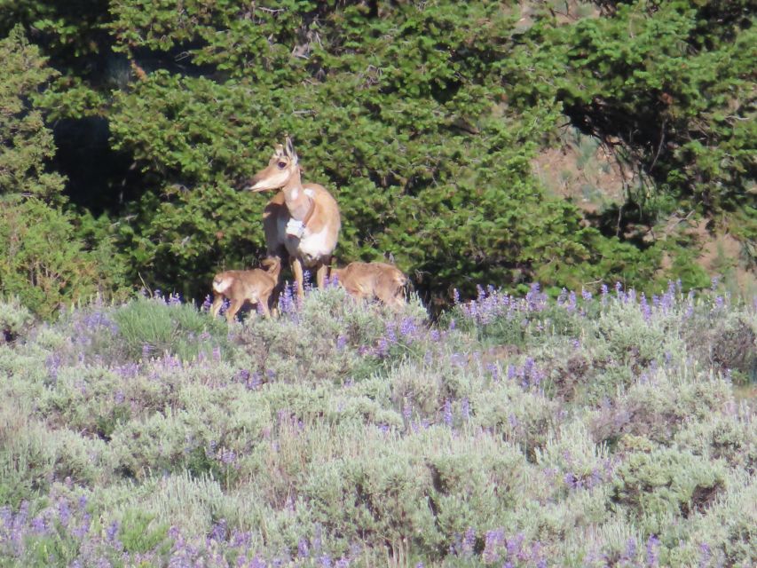 From West Yellowstone: Lamar Valley Wildlife Tour by Van - Pricing and Booking