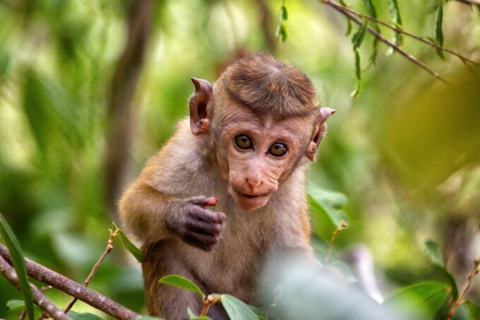 From Western Sri Lanka: South Coast Day Trip With Transfers - What to Bring