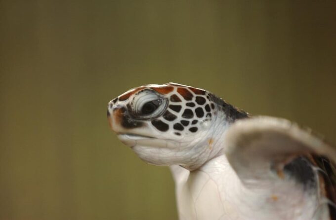 From Western Sri Lanka: South Coast Day Trip With Transfers - Frequently Asked Questions
