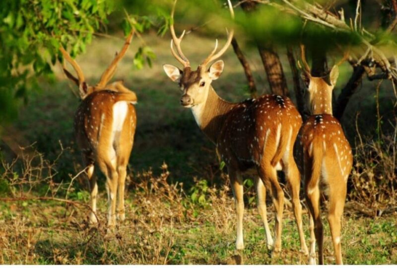 From Wilpattu: Full Day Safari at Wilpattu National Park - Good To Know