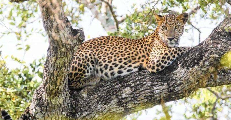 From Wilpattu: Full Day Safari at Wilpattu National Park - Wildlife and Highlights