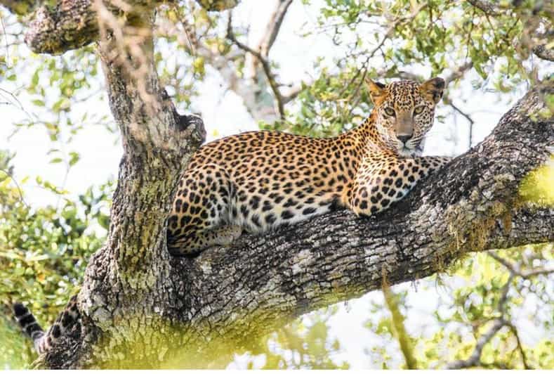 From Wilpattu: Full Day Safari at Wilpattu National Park - Itinerary and Duration