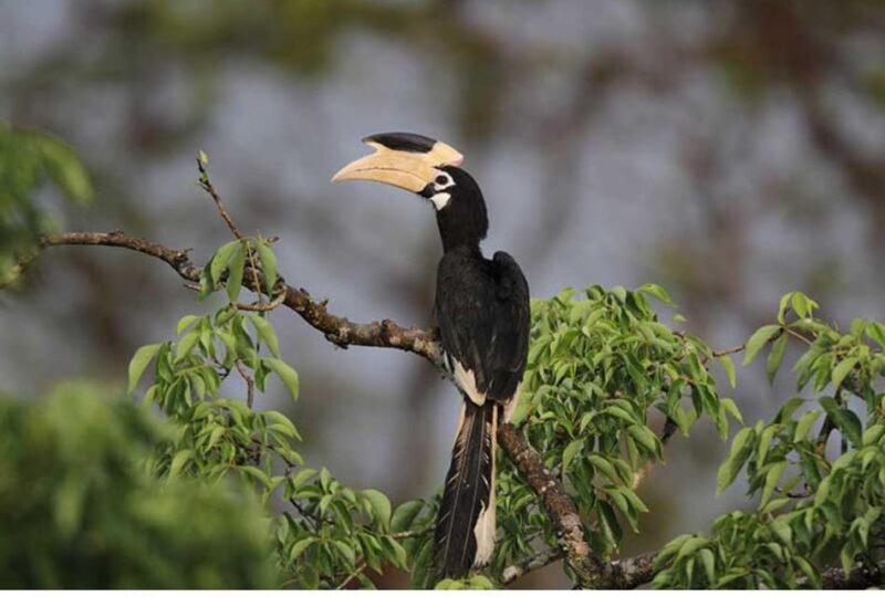 From Wilpattu: Full Day Safari at Wilpattu National Park - Inclusions and Amenities