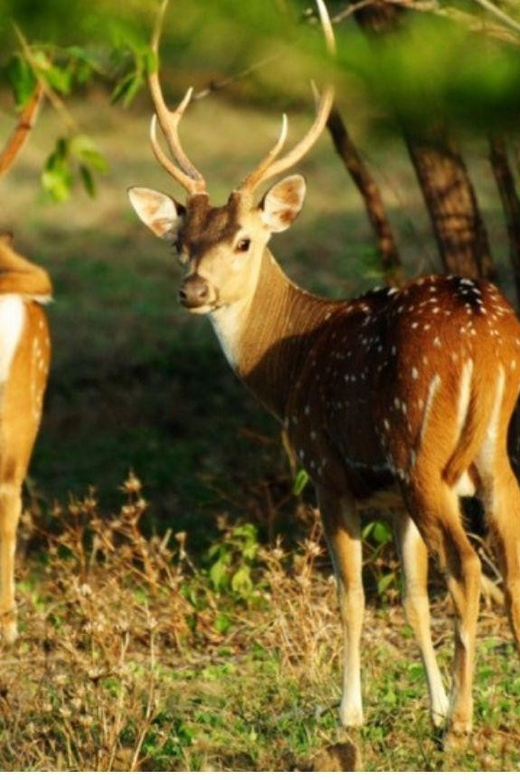 From Wilpattu: Full Day Safari at Wilpattu National Park - Cancellation Policy