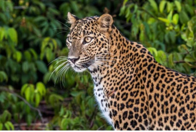 From Wilpattu: Full Day Safari at Wilpattu National Park - What to Bring and Expect