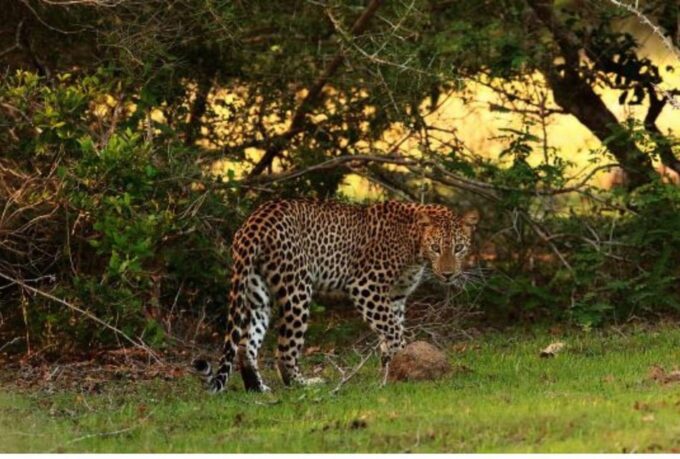 From Wilpattu: Full Day Safari at Wilpattu National Park - Accessibility and Restrictions
