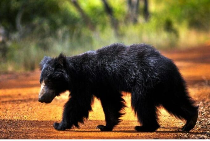 From Wilpattu: Full Day Safari at Wilpattu National Park - Park Information and Location