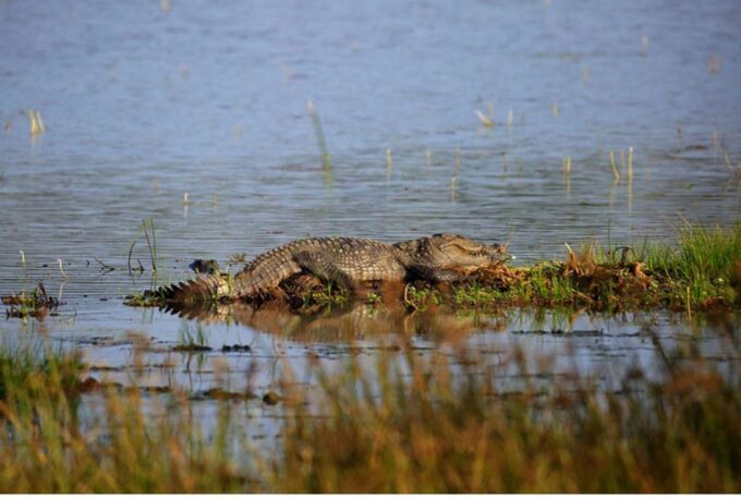 From Wilpattu: Full Day Safari at Wilpattu National Park - Frequently Asked Questions