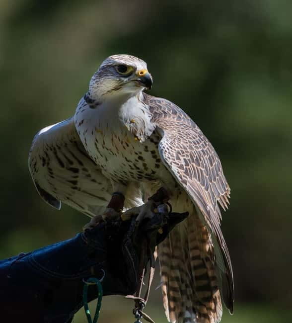 From Windermere: Mountain Passes & Muncaster Castle - Authentic Experiences and Genuine Value