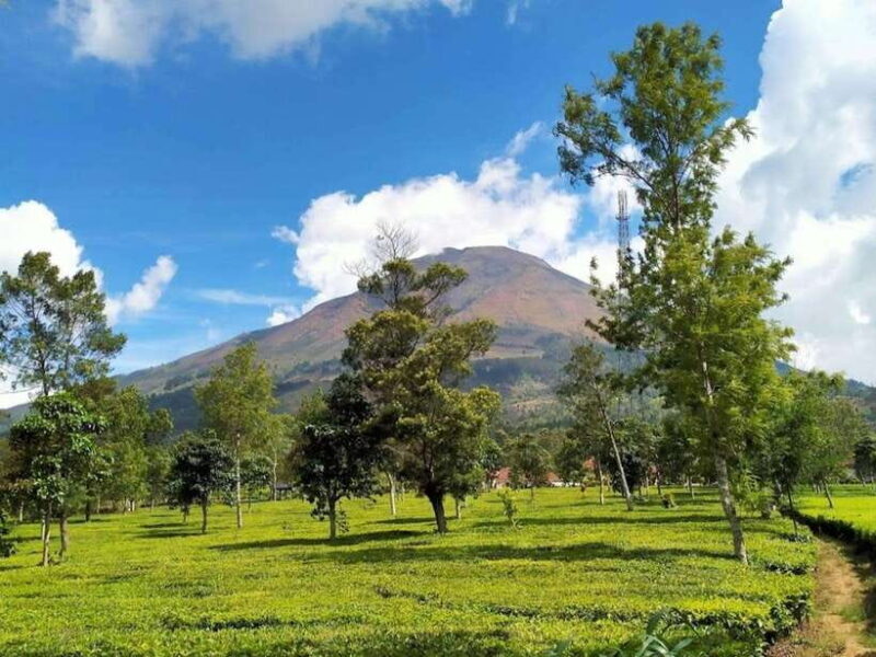 From Yogyakarta: Dieng Tour, Golden Sunrise & Tea Plantation - Exploring Dieng from Yogyakarta: An Overview