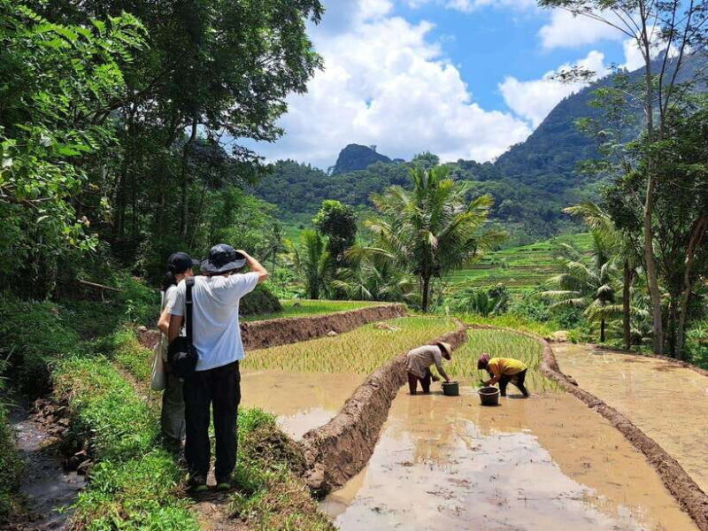 From Yogyakarta: Hidden Waterfall & Selogriyo Rice Terraces - An In-Depth Look at the Tour Experience