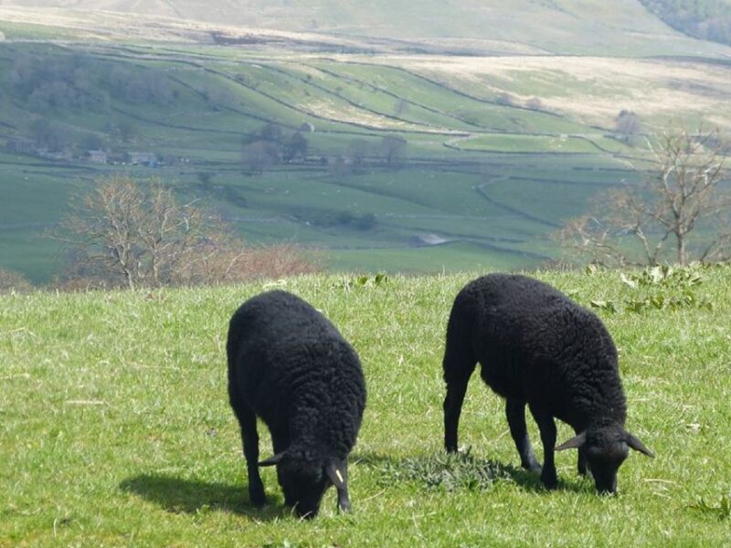 From York: Full-Day Yorkshire Dales Tour - Itinerary Highlights