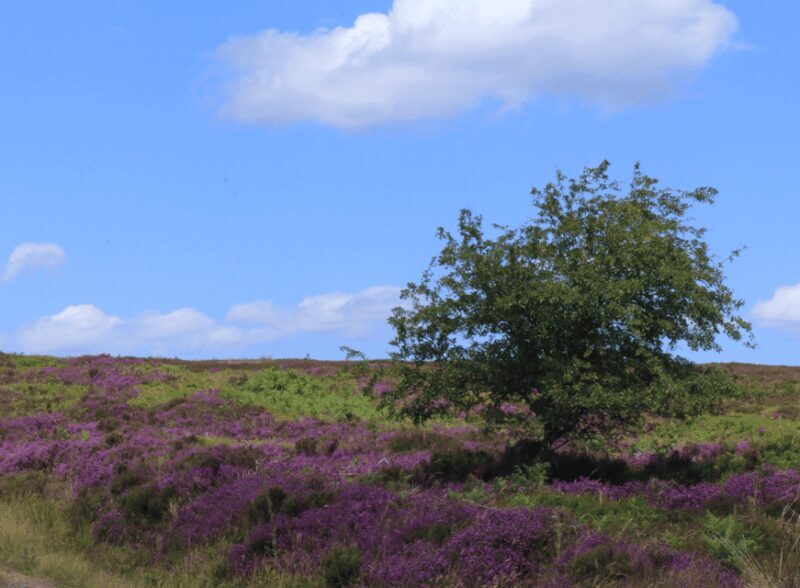 From York: North Moors and Whitby Tour - Who Would Love This Tour?