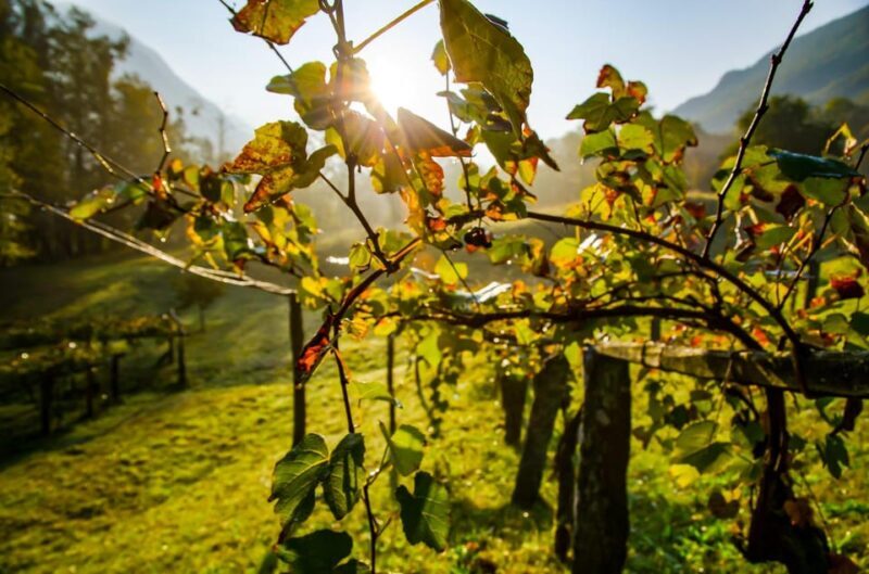 From Zagreb: Samobor Highlights & Wine Tasting in Pleivica - FAQ