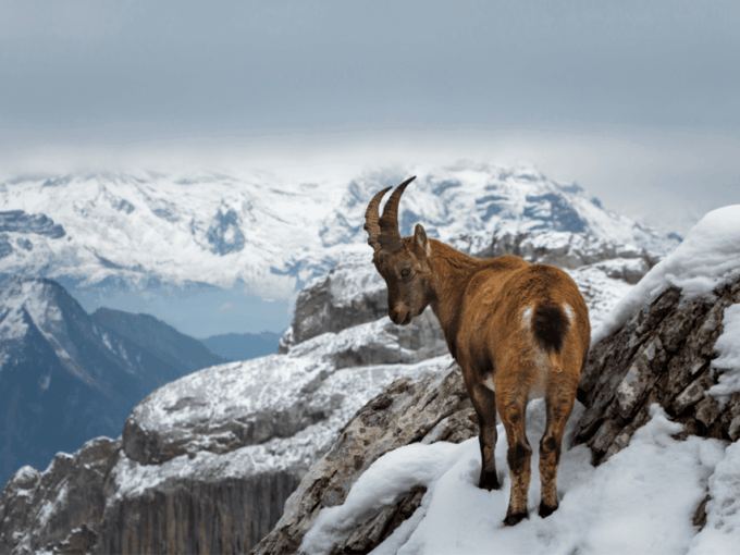 From Zurich: Pilatus & Lucerne With Cruise Private Day Trip - Ask Away