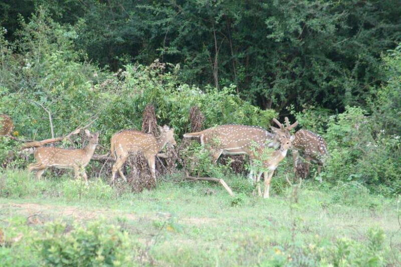 From:Mirissa/Galle/Hilkaduwa with Udawalawe safari - Final Thoughts