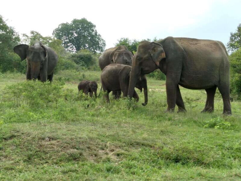 From:Mirissa/Galle/Hilkaduwa with Udawalawe safari - FAQ