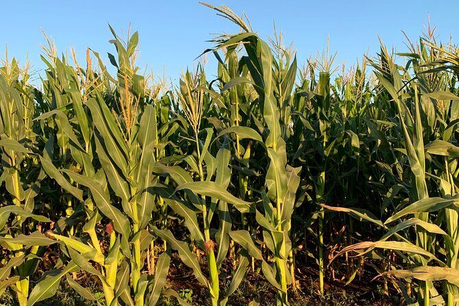 Fruit Garden and Mezcal Tasting Tour with Lunch Included - Practical Tips for Travelers