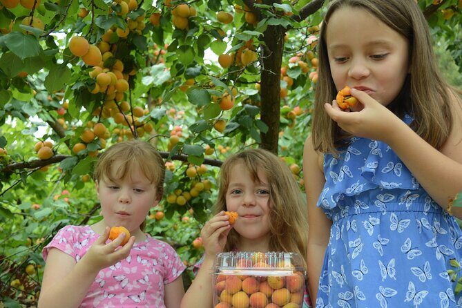 Fruit Picking & Nature Private Tour Yarra Valley & Warburton - FAQs