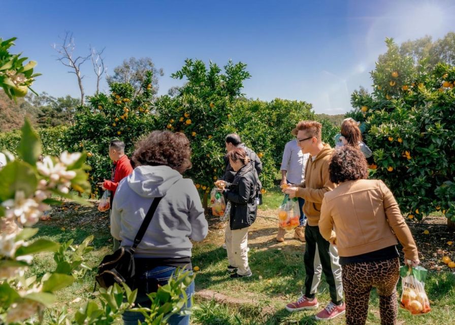 Fruit Picking & Nature Tour Yarra Valley & Warburton - Availability and Booking