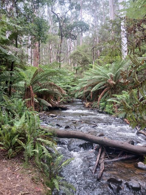 Fruit Picking & Nature Tour Yarra Valley & Warburton - Highlights