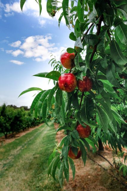 Fruit Picking & Nature Tour Yarra Valley & Warburton - Itinerary