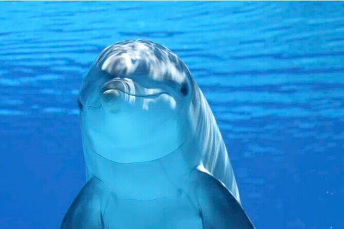 Ft Myers Beach Tiki Pub Fun in the Sun Dolphin Cruise - What is the Ft Myers Beach Tiki Pub Dolphin Cruise?