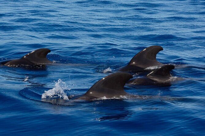 Ft Myers Beach Tiki Pub Fun in the Sun Dolphin Cruise - The Value and Price Point