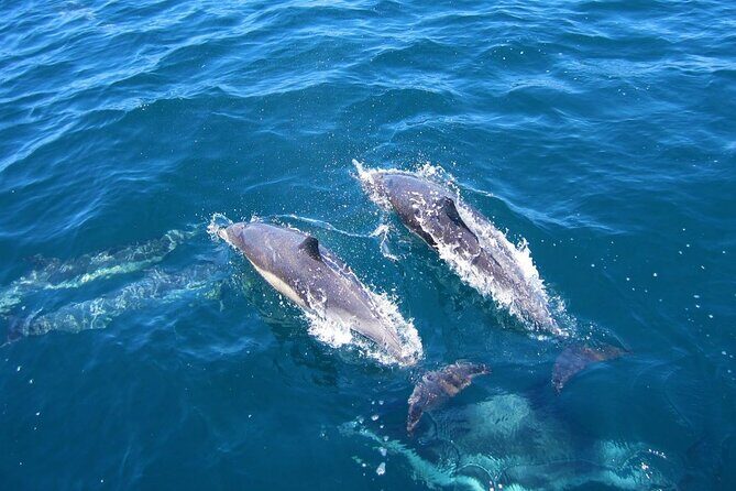 Ft Myers Beach Tiki Pub Fun in the Sun Dolphin Cruise - Practical Tips for Travelers
