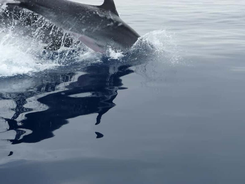 Fuengirola : 2 hours LUXURY Yacht Dolphin Trip DRINKS SNACKS - The Value of the Experience