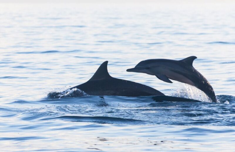Fuengirola : 2 hours LUXURY Yacht Dolphin Trip DRINKS SNACKS - FAQ