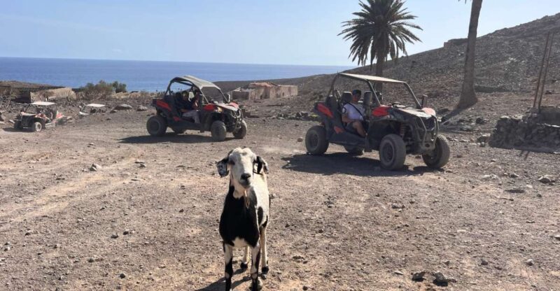 Fuerteventura : 2 hours Buggy Tour in Punta de Jandía - Who Will Enjoy This?