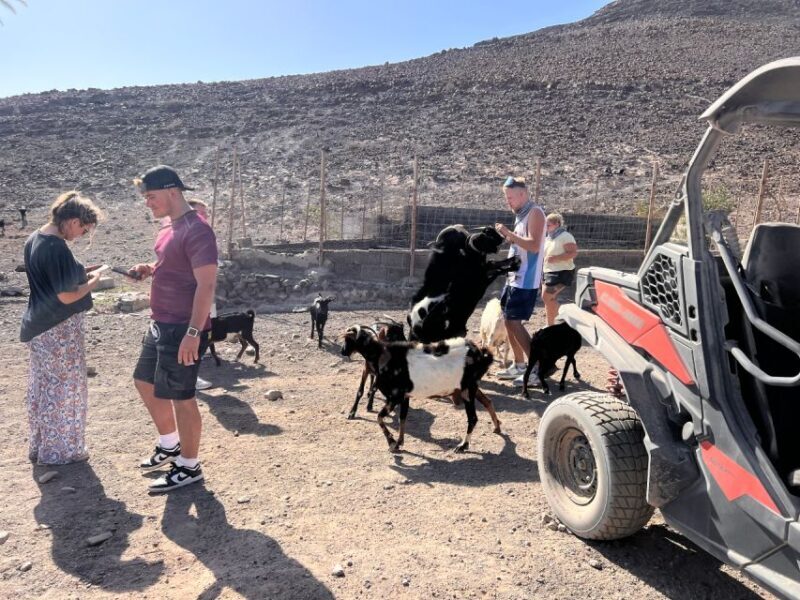 Fuerteventura : 2 hours Buggy Tour in Punta de Jandía - Final Thoughts