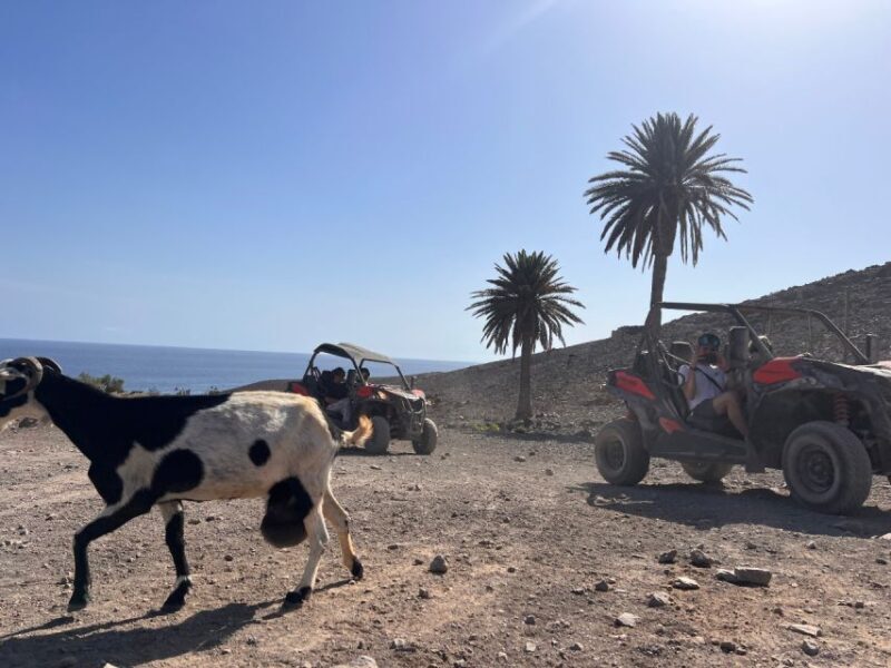 Fuerteventura : 2 hours Buggy Tour in Punta de Jandía - FAQ