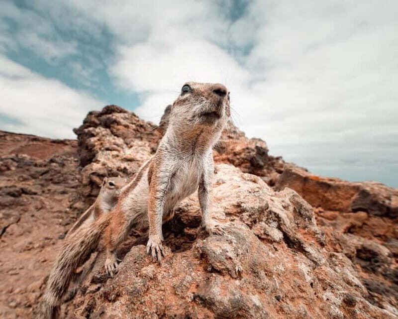 Fuerteventura: 4-hour North experience - small group (max 6 people) - Key Points