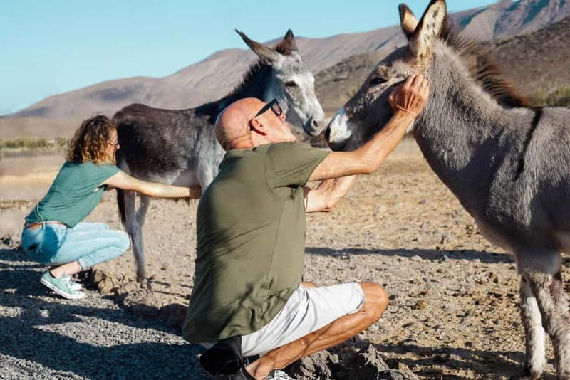 Fuerteventura Aloe & Olivo Tour with Optional Lunch - An Authentic Taste of Fuerteventura’s Agriculture and Cuisine