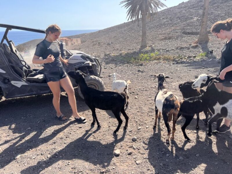 Fuerteventura: Buggy Tour in Punta De Jandía - Tour Highlights